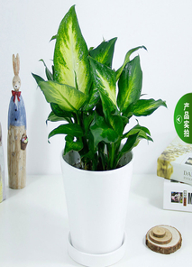 宁波鄞州花卉出租,服务佳,超值得!